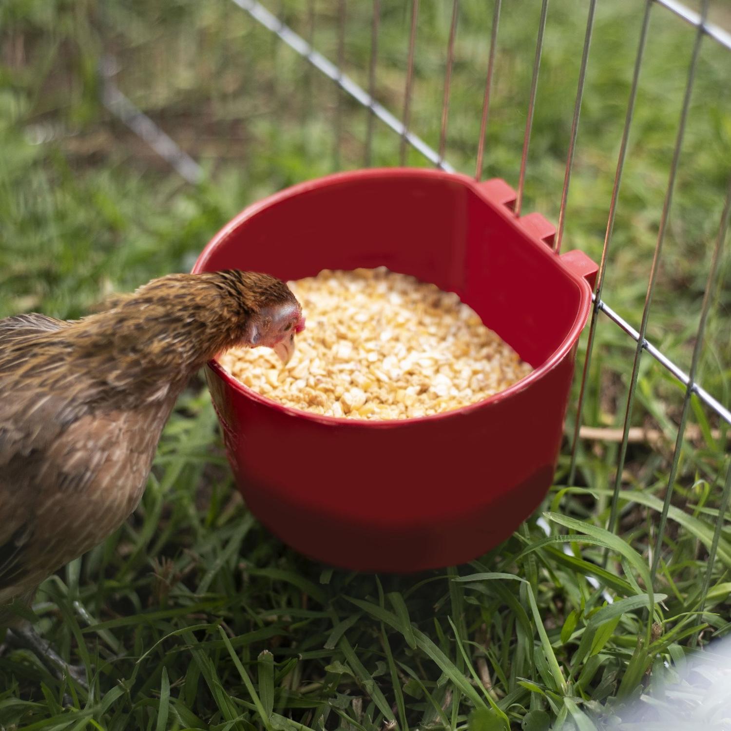 jpeg_1500x1500_62039138