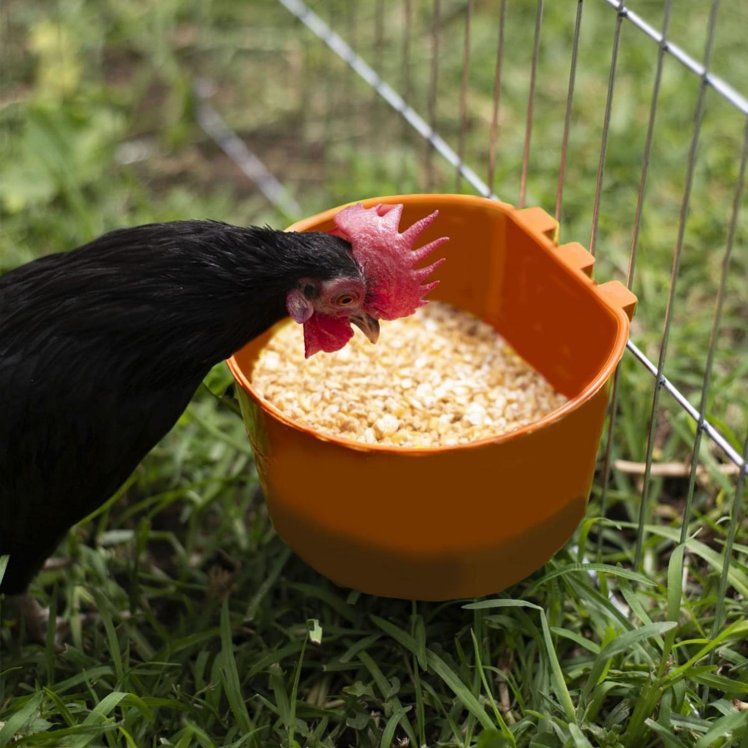 jpeg_1500x1500_62016270