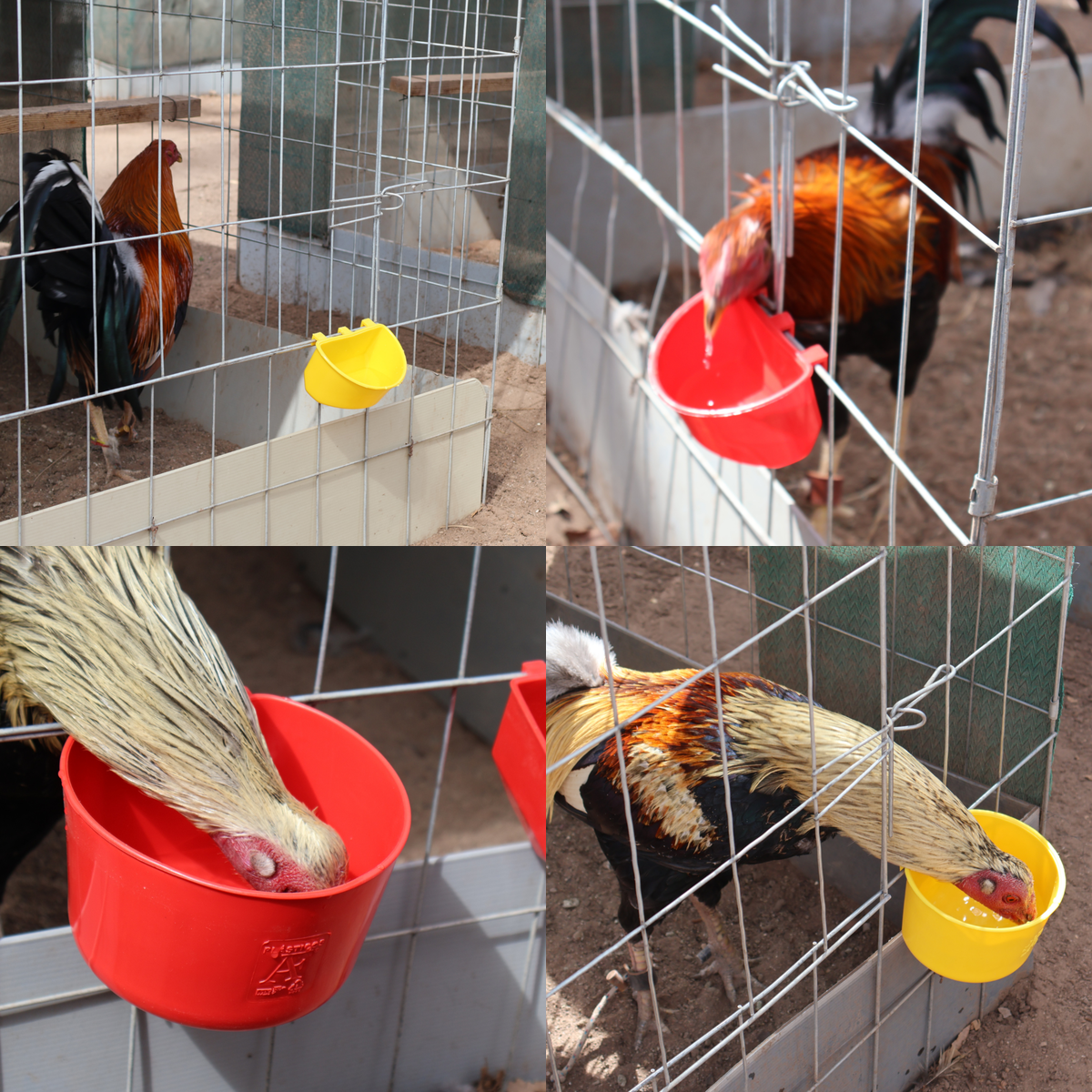 50 Bebederos Comederos Para Gallo Media Luna + 50 De 1.2 L