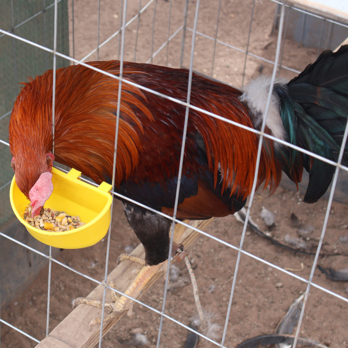 Comedero Media Luna Gallo Pollo Amarillo 20 Pz Más 3 Regalo