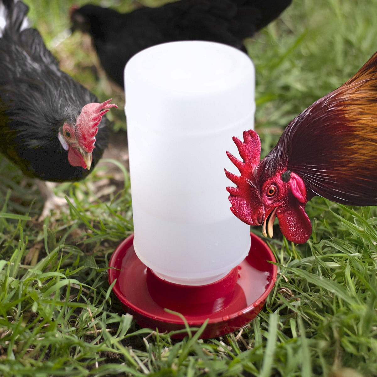 5 Bebedero Pollos Codorniz Gallinas Aves 1 Litro