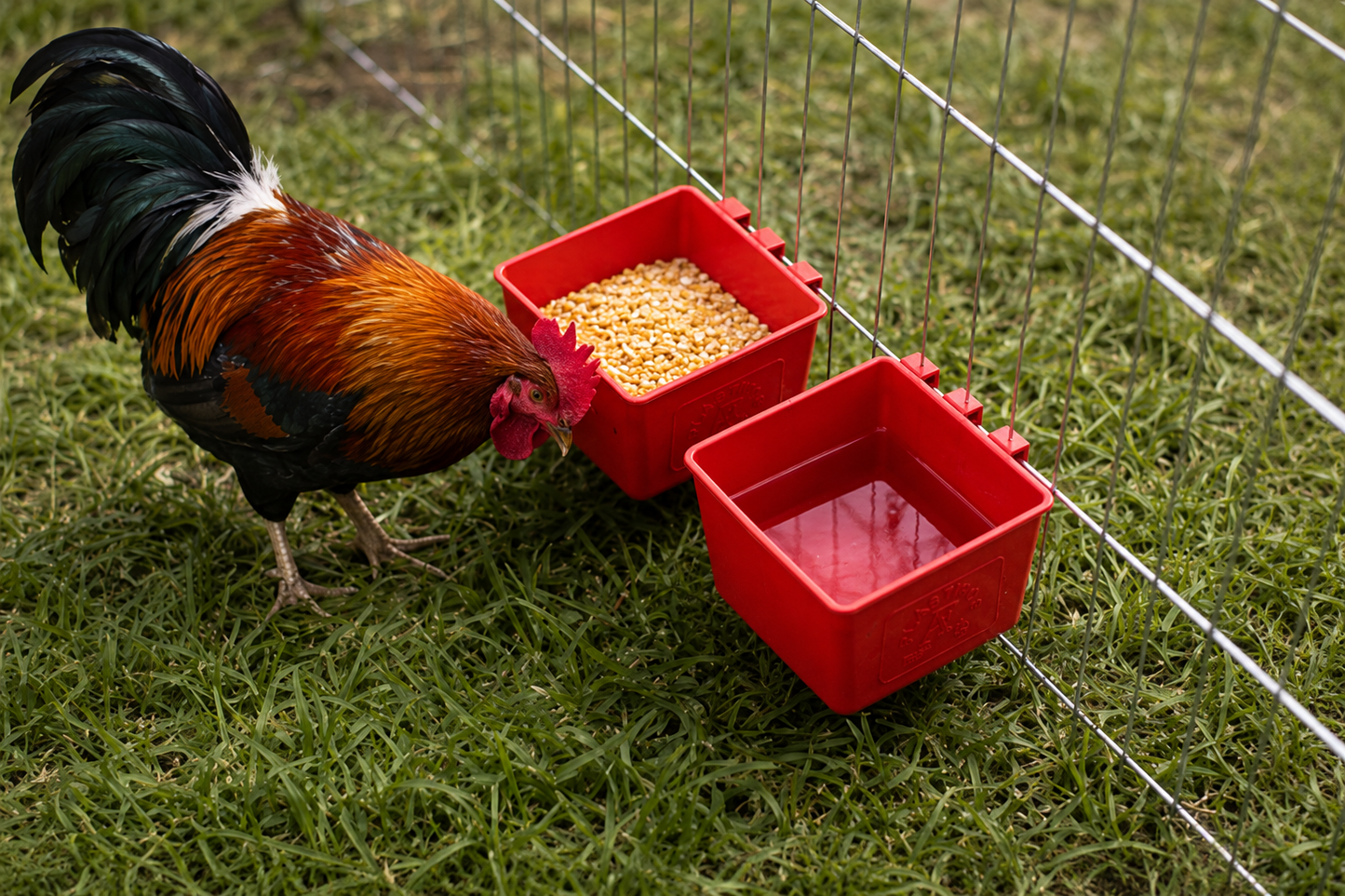 10 Bebederos Comederos Cuadrados Para Gallo Perico Loro Aves