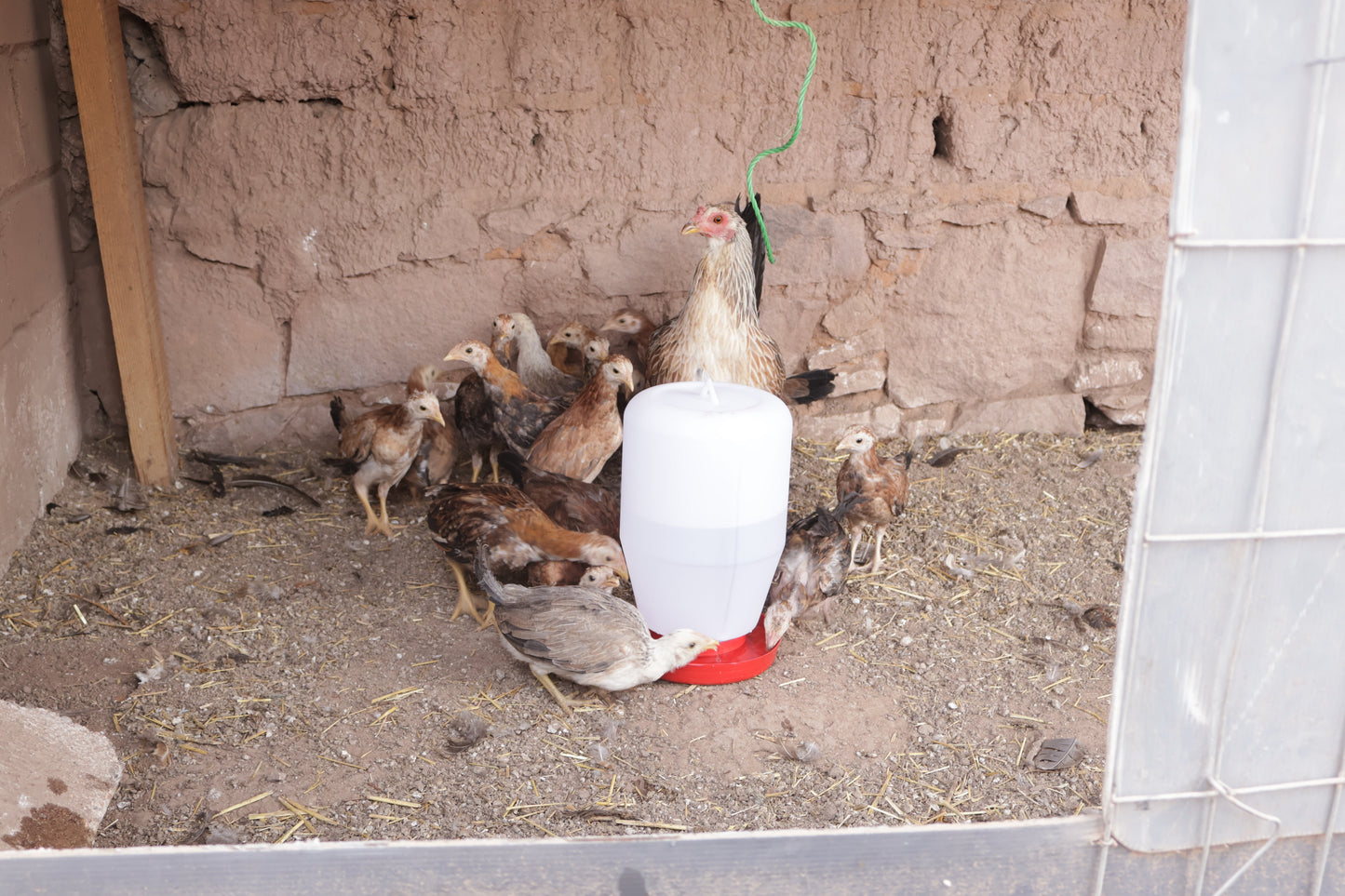 Bebedero Para Gallo Gallina Ave 4 Litros