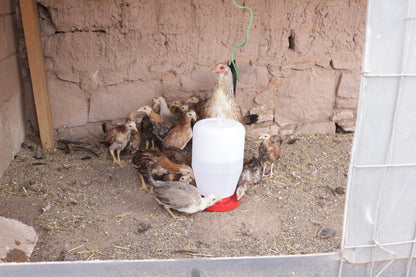 5 Bebederos Colgantes De 4 Litros Gallos Aves Pollos Colibri
