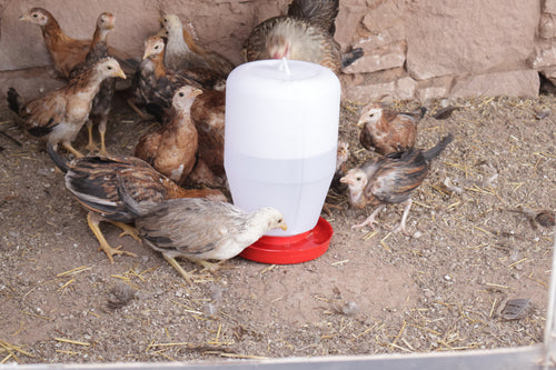 1 Bebedero Colgante 4 Litros Para Gallo Aves Pollo Colibri