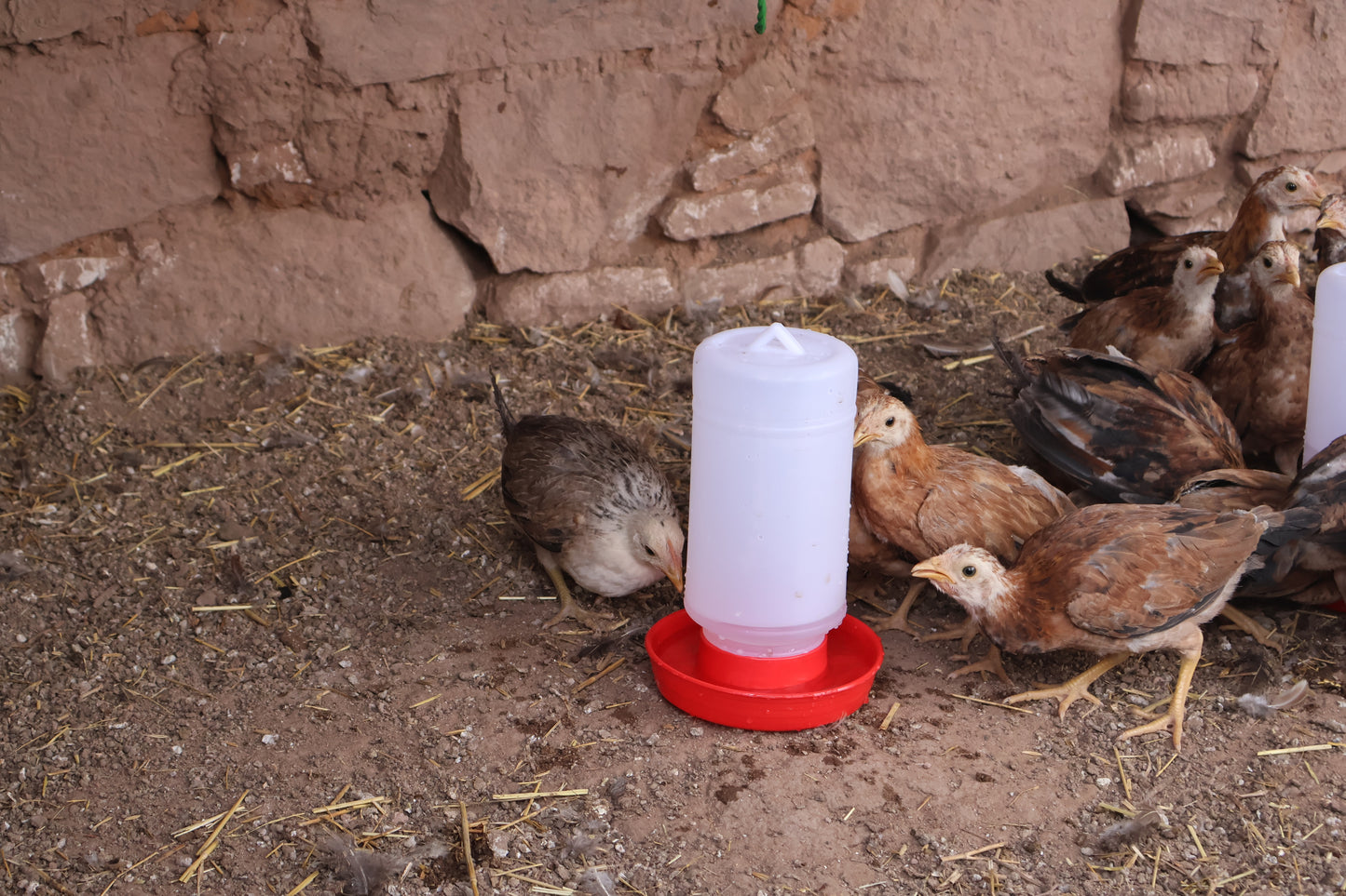 Bebedero Para Pollo O Pajaro1 Litro  10 Piezas
