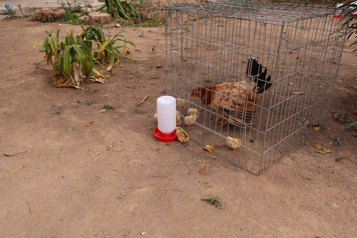 Bebedero Para Pollo O Pajaro1 Litro  10 Piezas