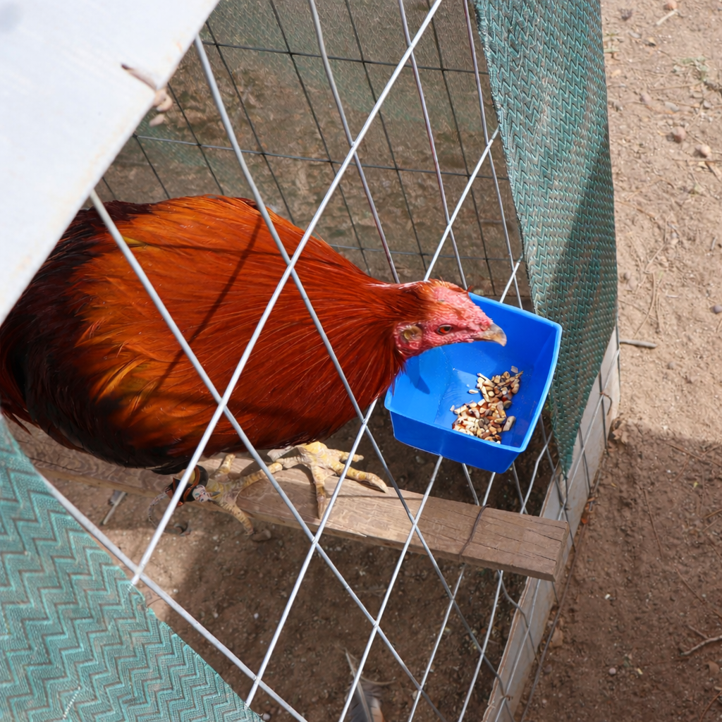 50 Bebederos Comederos Cuadrados Azules Gallo Perico Loros