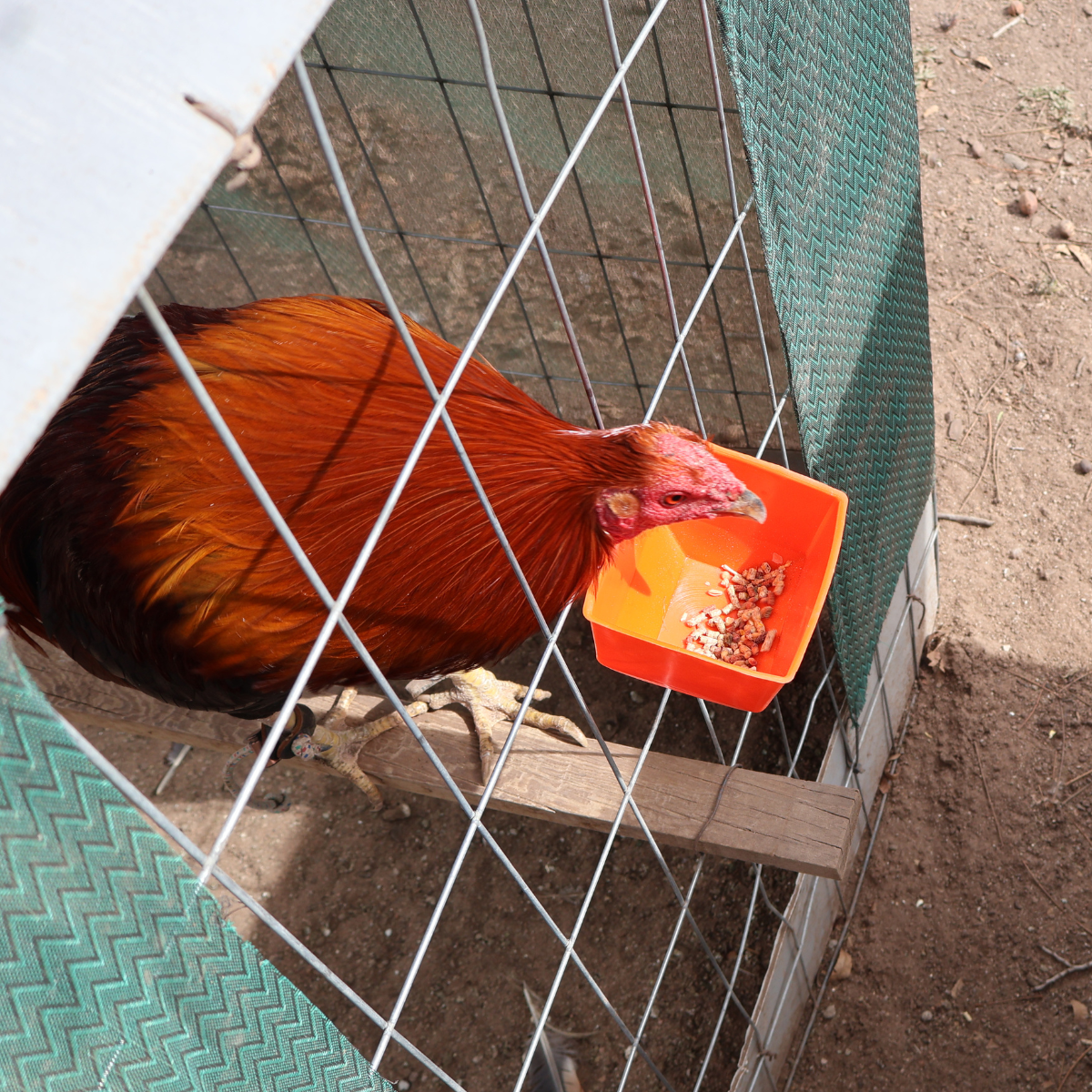 50 Bebederos Comederos Cuadrados Para Gallo Gallinas Aves