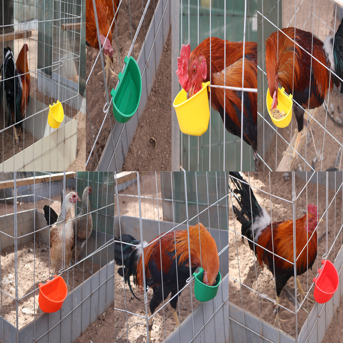 50 Bebederos Comederos Para Gallo Media Luna + 50 De 1.2 L