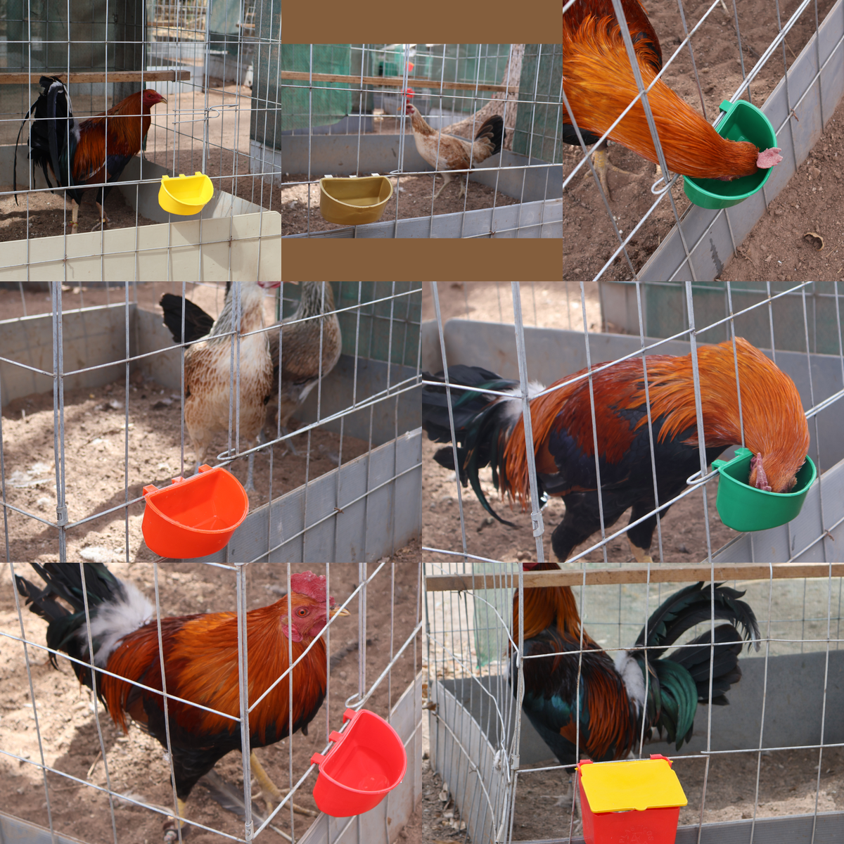 10 Comederos Cuadrados y 10 Media Luna Gallos