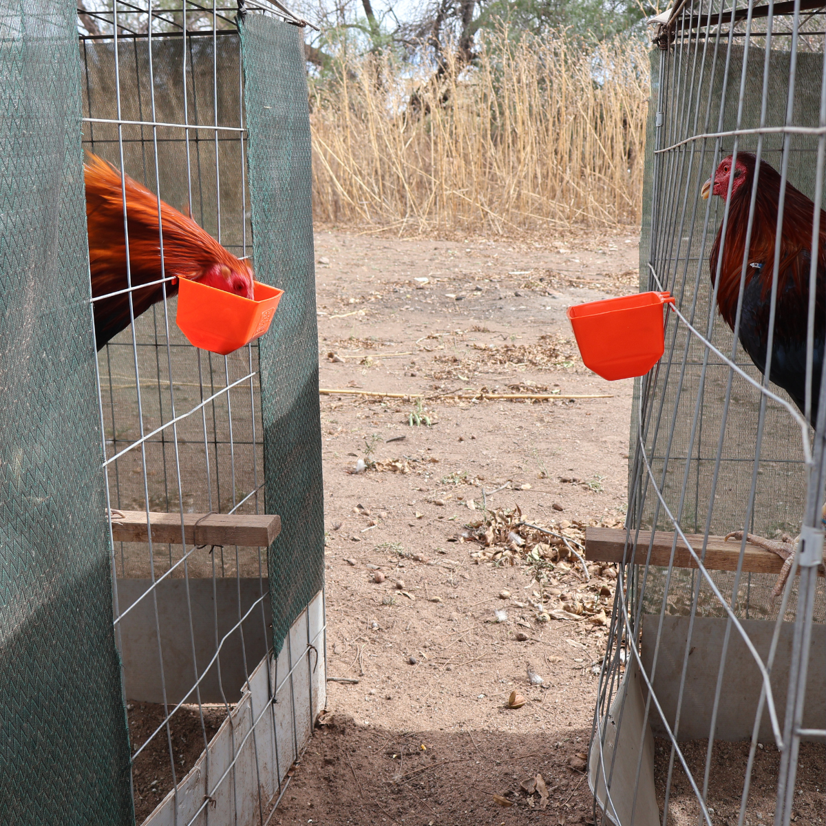 10 Bebederos Comederos Cuadrados Para Gallo Perico Loro Aves