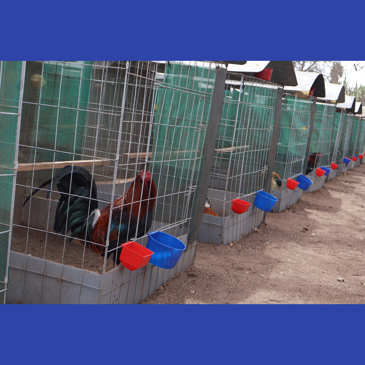 10 Bebederos Comederos Cuadrados Para Gallo Perico Loro Aves