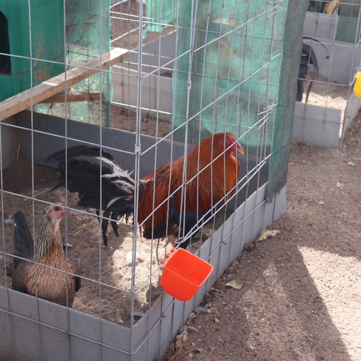 10 Bebederos Comederos Cuadrados Para Gallo Perico Loro Aves