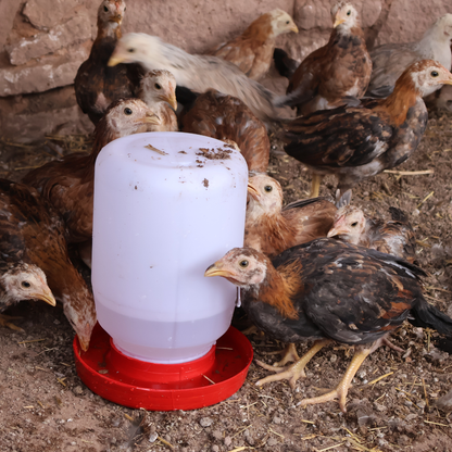 25 Bebedero Pollos Gallinas Ave Pajaros 4 Litros