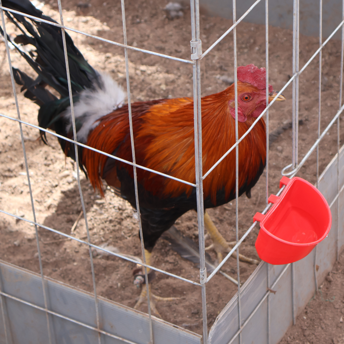 Comedero Media Luna Perico Gallo Pajaro Ave 20 Pz + 3 Regalo