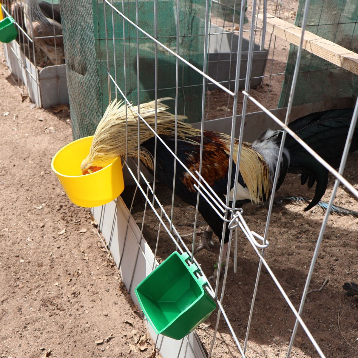 10 Bebederos Comederos Cuadrados Para Gallo Perico Loro Aves