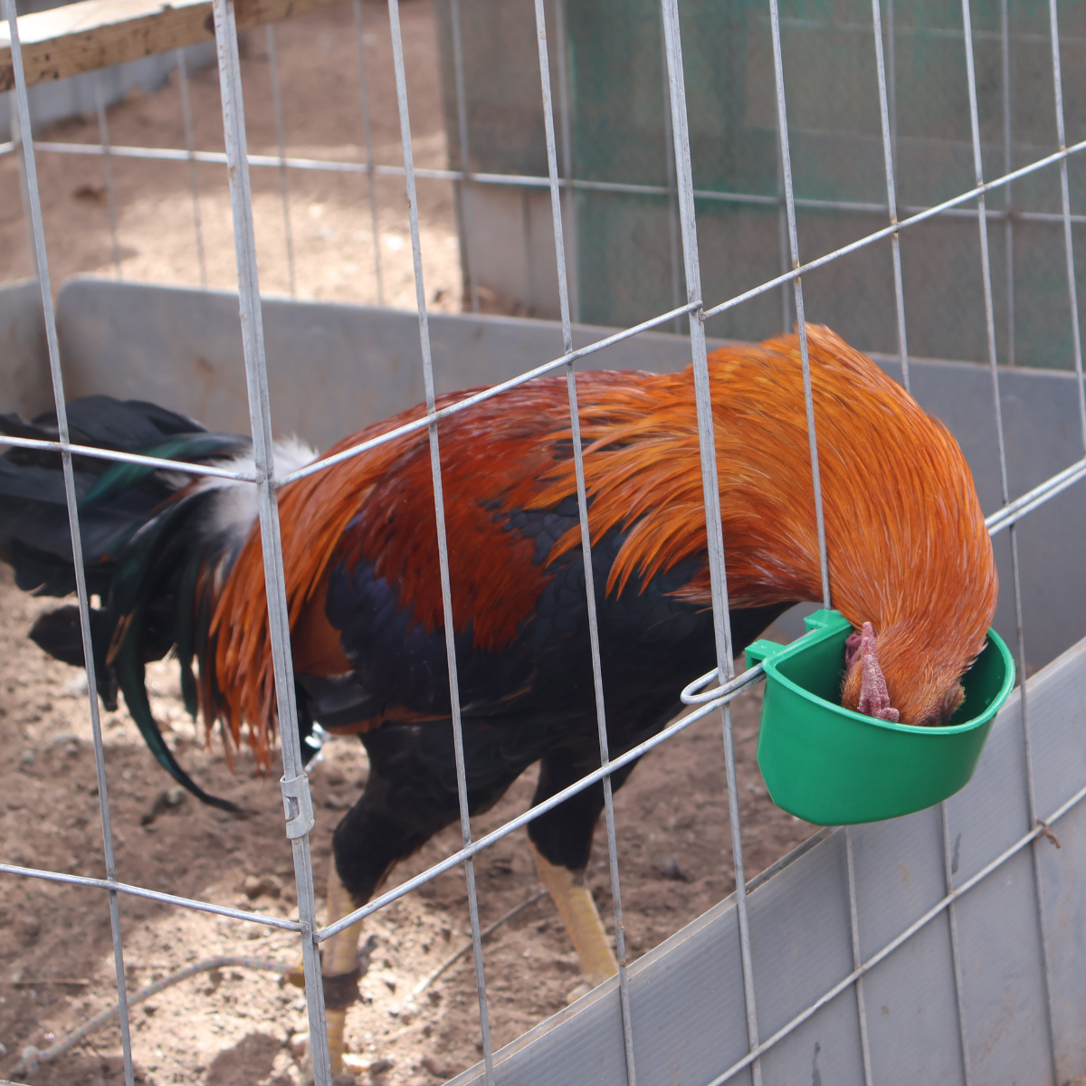Comedero Media Luna Perico Gallo Pajaro Ave 20 Pz + 3 Regalo