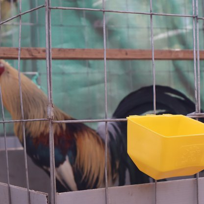 50 Bebederos Comederos Cuadrados Para Gallo Pericos Loros