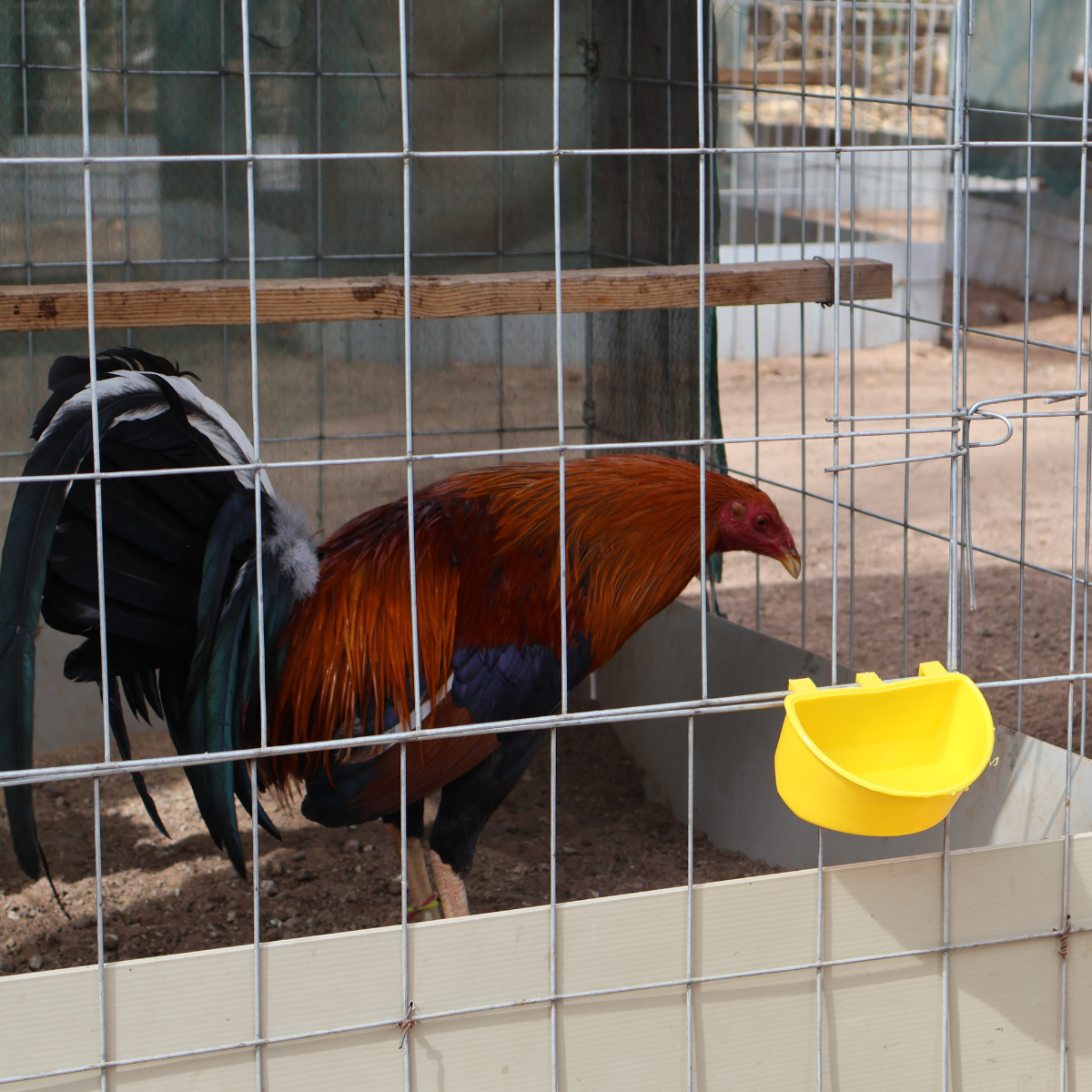 Comedero Para Gallo Media Luna 100 P