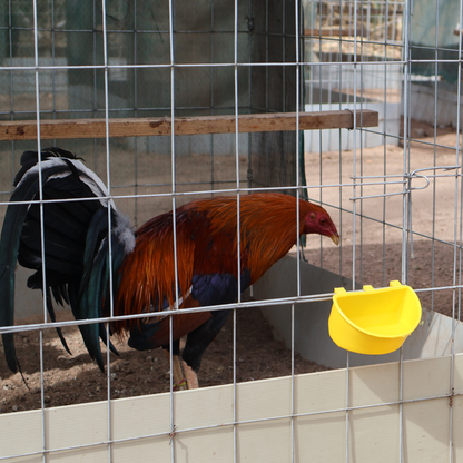 Comedero Para Gallo Media Luna 100 P