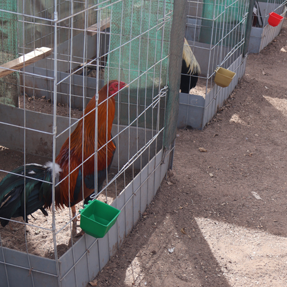 10 Bebederos Comederos Cuadrados Para Gallo Perico Loro Aves