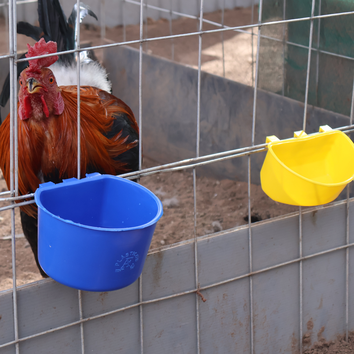 50 Bebederos Comederos Para Gallo Media Luna + 50 De 1.2 L
