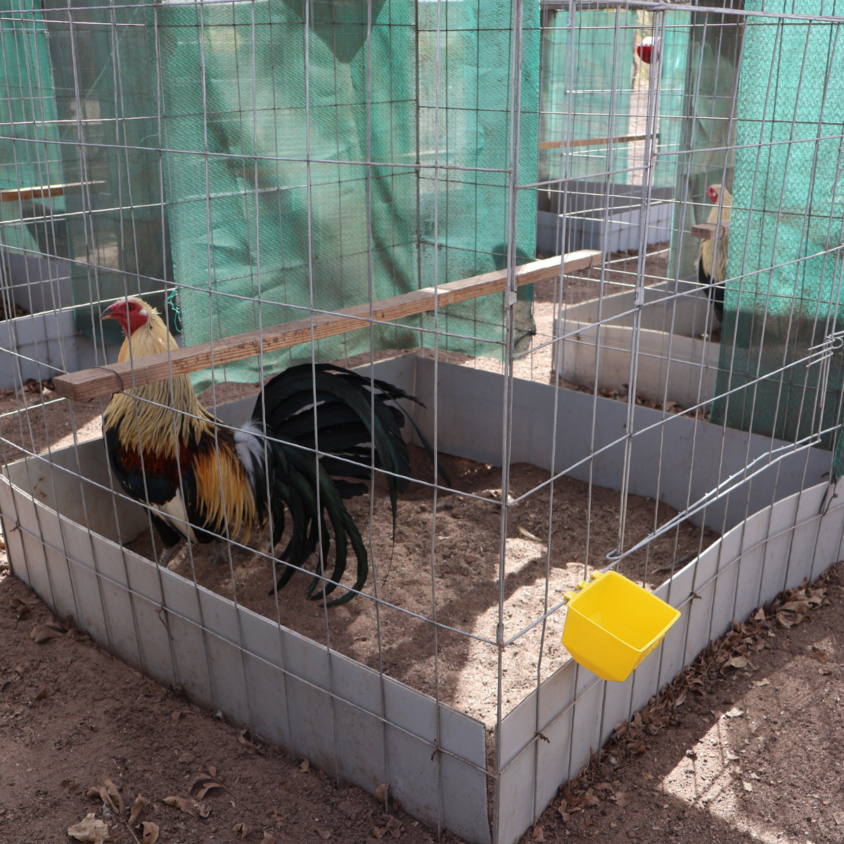 50 Bebederos Comederos Cuadrados Para Gallo Pericos Loros