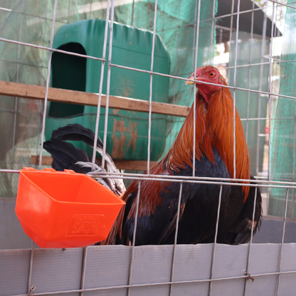 10 Bebederos Comederos Cuadrados Para Gallo Perico Loro Aves