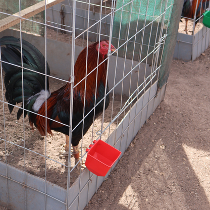 10 Bebederos Comederos Cuadrados Para Gallo Perico Loro Aves