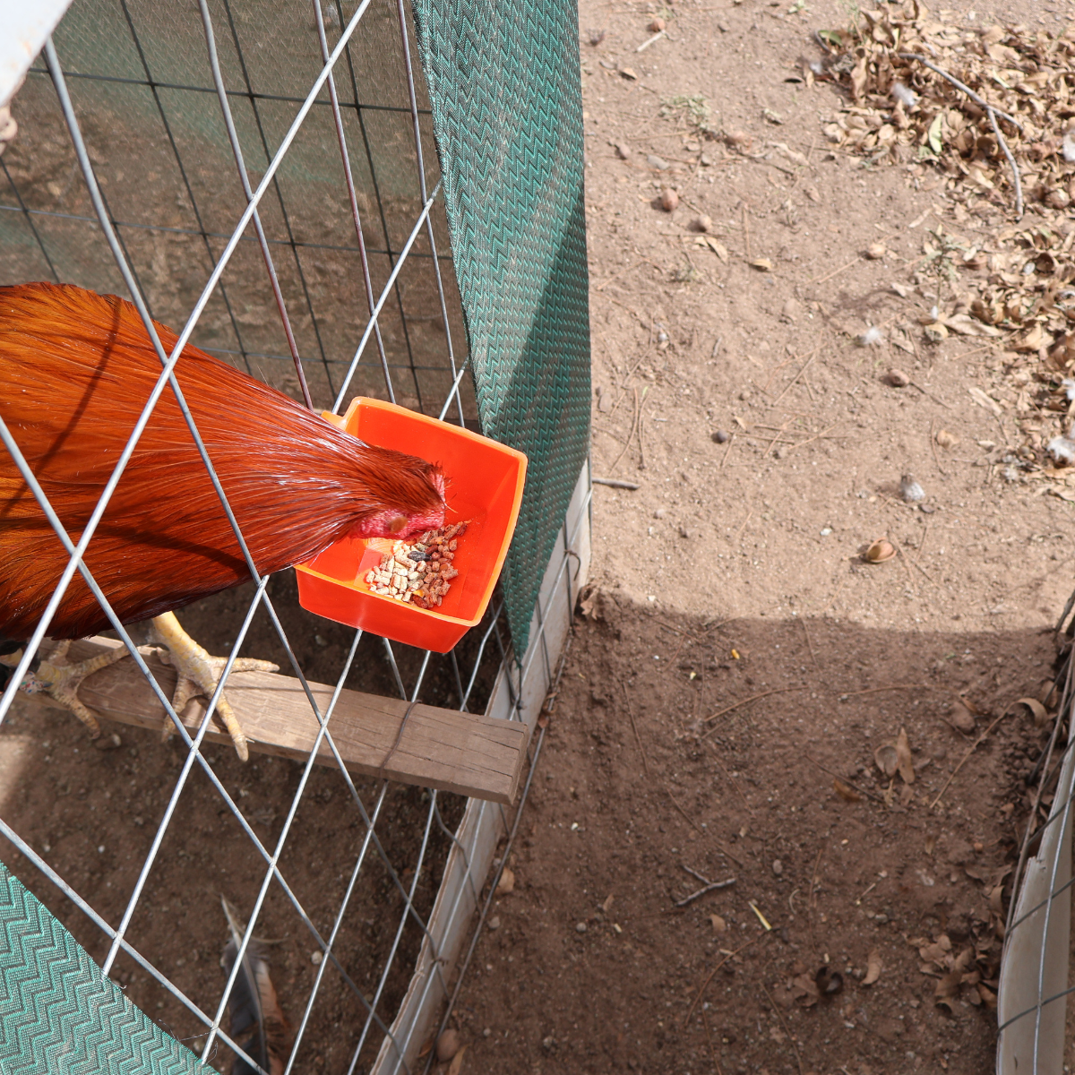 50 Bebederos Comederos Cuadrados Para Gallo Gallinas Aves