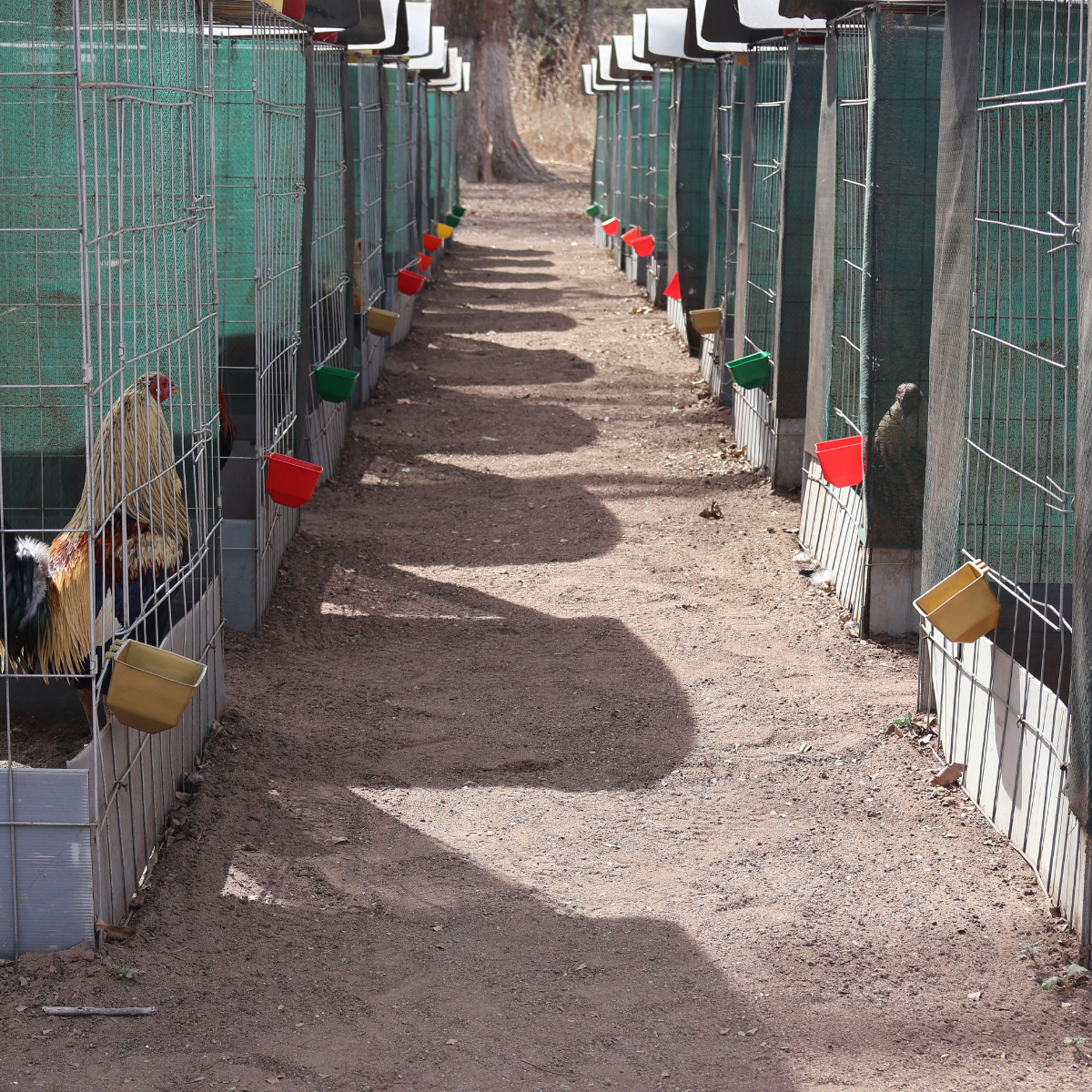 10 Bebederos Comederos Cuadrados Para Gallo Perico Loro Aves