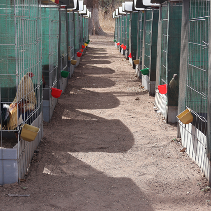 10 Bebederos Comederos Cuadrados Para Gallo Perico Loro Aves