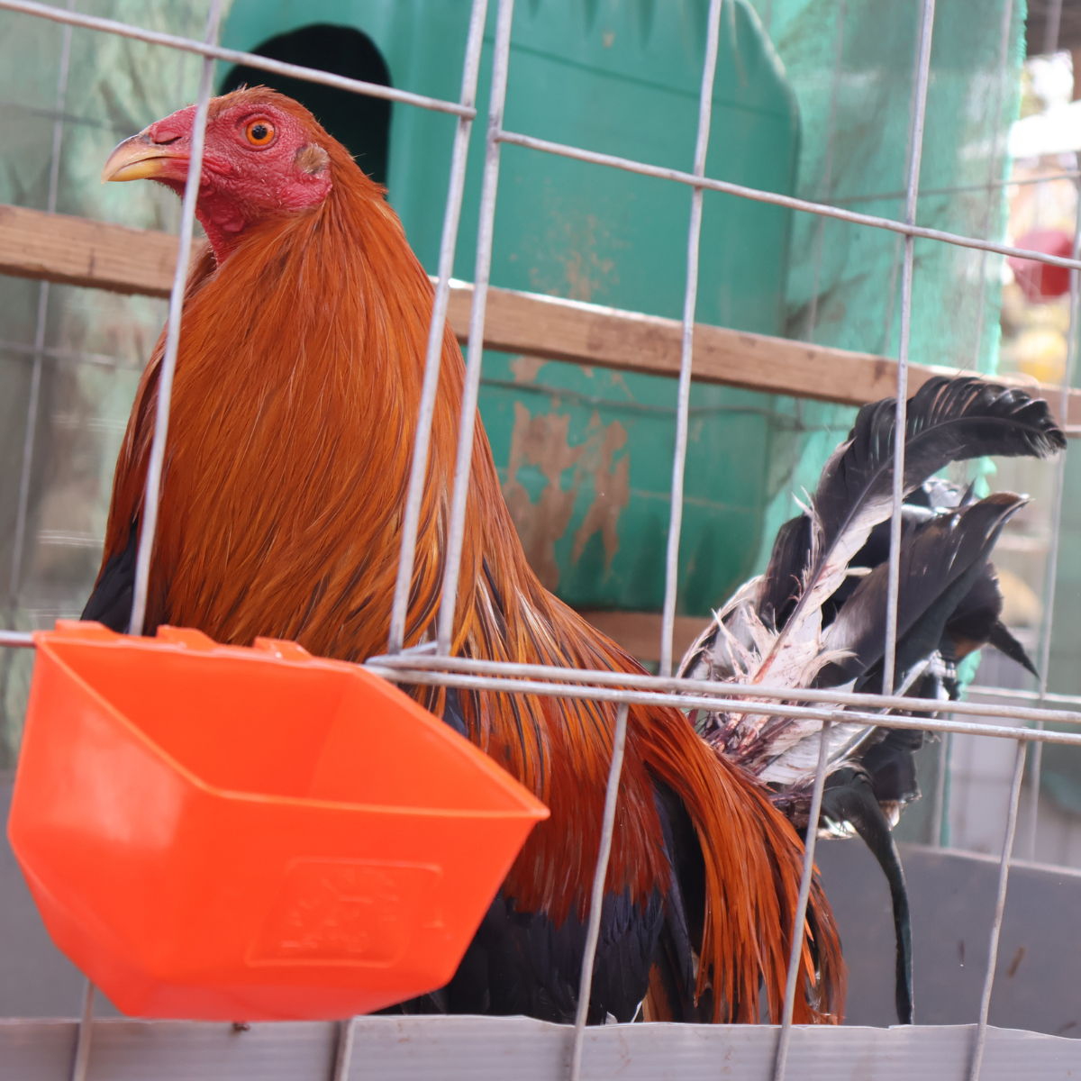 10 Bebederos Comederos Cuadrados Para Gallo Perico Loro Aves