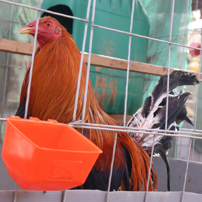 10 Bebederos Comederos Cuadrados Para Gallo Perico Loro Aves